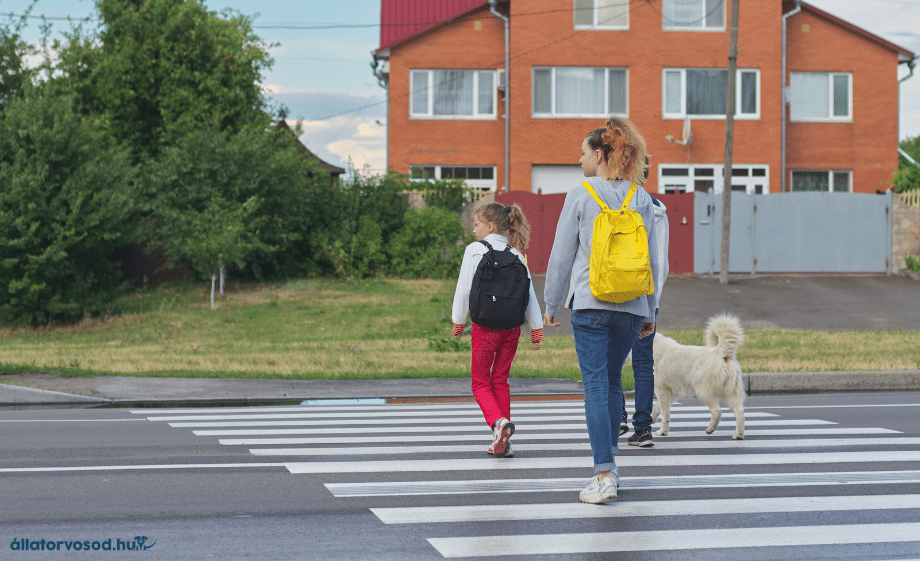 Az iskolakezdés hatása a háziállatokra