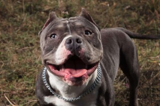 Amerikai staffordshire terrier (amstaff)