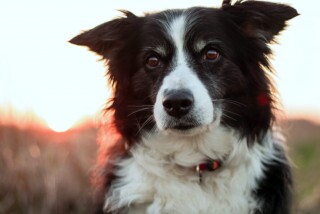 Border Collie fajtaleírás