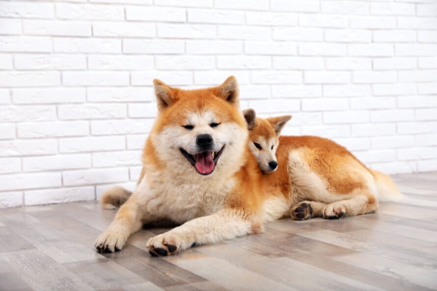 Akita Inu (秋田犬) fajtaleírás