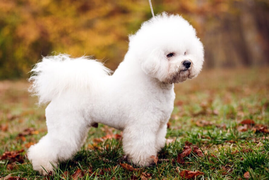 Bichon Frisé (frise) fajtaleírás