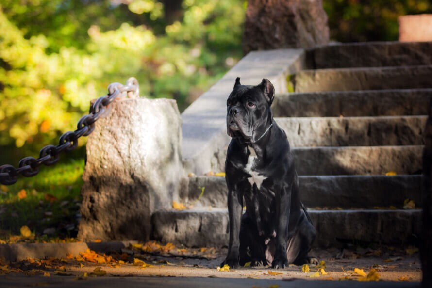 Cane Corso