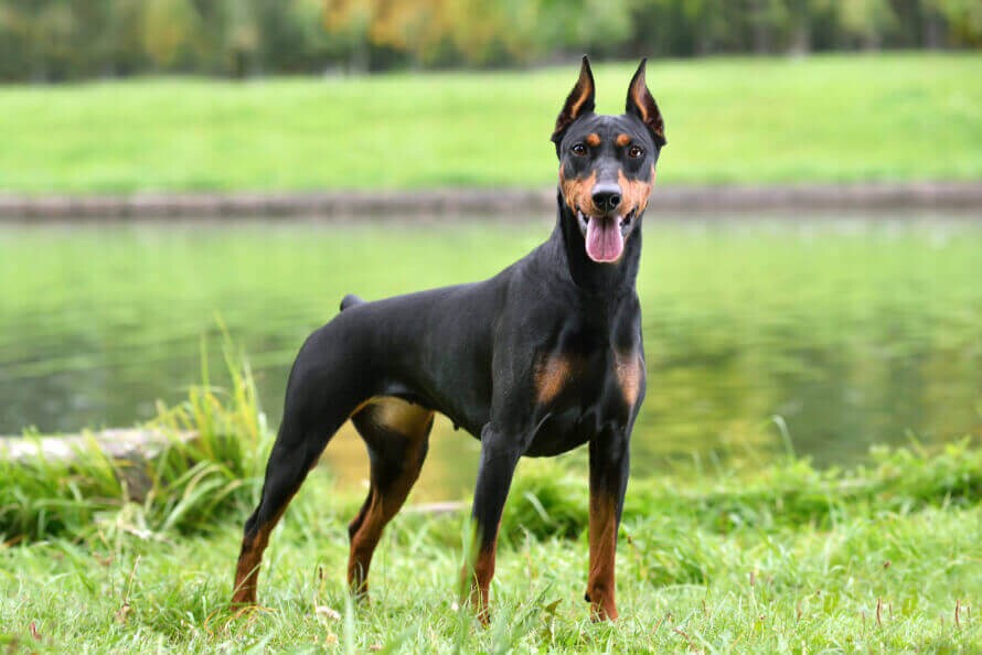 Dobermann