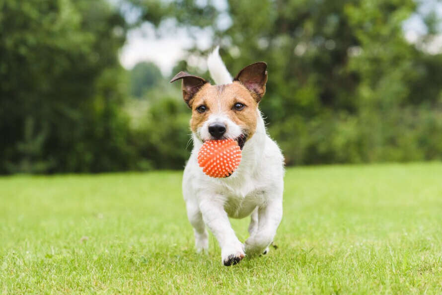 Jack Russel terrier