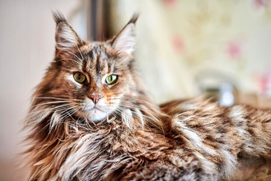 Maine Coon