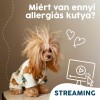 Webinár előfizetés 1. Koller István –  Miért van ennyi allergiás kutya?