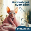 Webinár előfizetés 4.  Vásárhelyi Balázs – Macskabajok nyomában