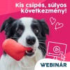 Webinár előfizetés 2.  Piller Pálma – Kis csípés, súlyos következmény!
