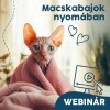 Webinár előfizetés 4.  Vásárhelyi Balázs – Macskabajok nyomában