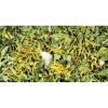 JR Farm Gyermekláncfű 500g JR05390