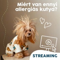 Webinár előfizetés 1. Koller István –  Miért van ennyi allergiás kutya?