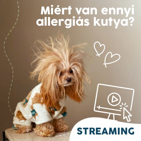 Webinár előfizetés 1. Koller István –  Miért van ennyi allergiás kutya?