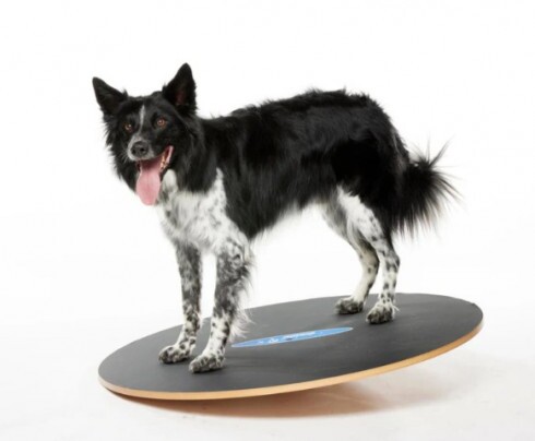 Paw Prosper FitPaws 92 cm-es kör alakú billenő deszka