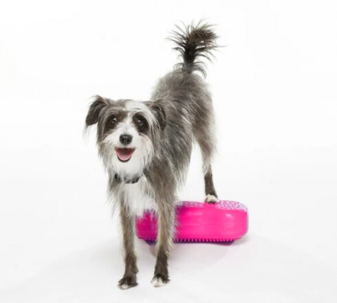 Paw Prosper K9FITbone MINI csont alakú razzleberry egyensúlyozó párna 2 darabos