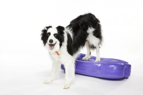 Paw Prosper K9FITbone GIANT csont alakú lila egyensúlyozó párna