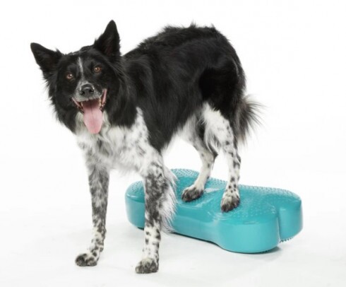 Paw Prosper K9FITbone Aqua - csont alakú egyensúlyozó párna