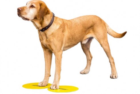 Paw Prosper FitPaws tréningtábla (4 darabos készlet, válogatott színekben)