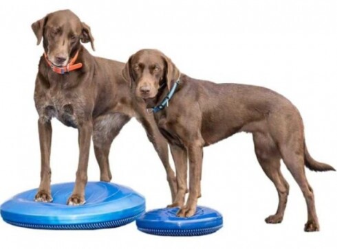 Paw Prosper FitPaws alakú razzleberry kék párna 22 cm