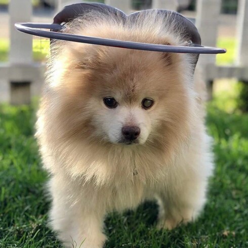 Paw Prosper Muffin´s Halo vak kutyáknak - szürke - 3. méret