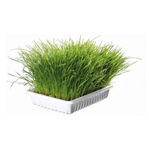 Trixie Macskafű Kölyök Macskának 100g