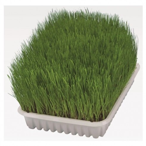 Trixie Macskafű Kölyök Macskának 100g