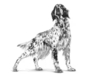 Royal Canin Expert Canine Mature Consult Medium száraz kutyatáp Dog 10kg